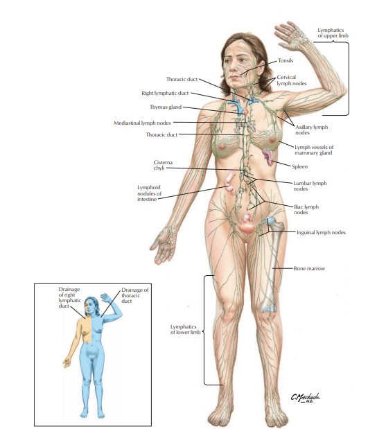human anatomy atlas book