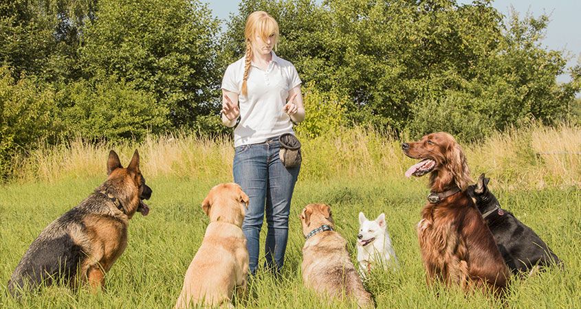 five-essential-commands-you-can-teach-your-dog