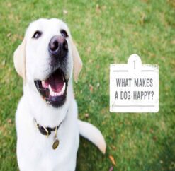 What Makes A Dog Happy