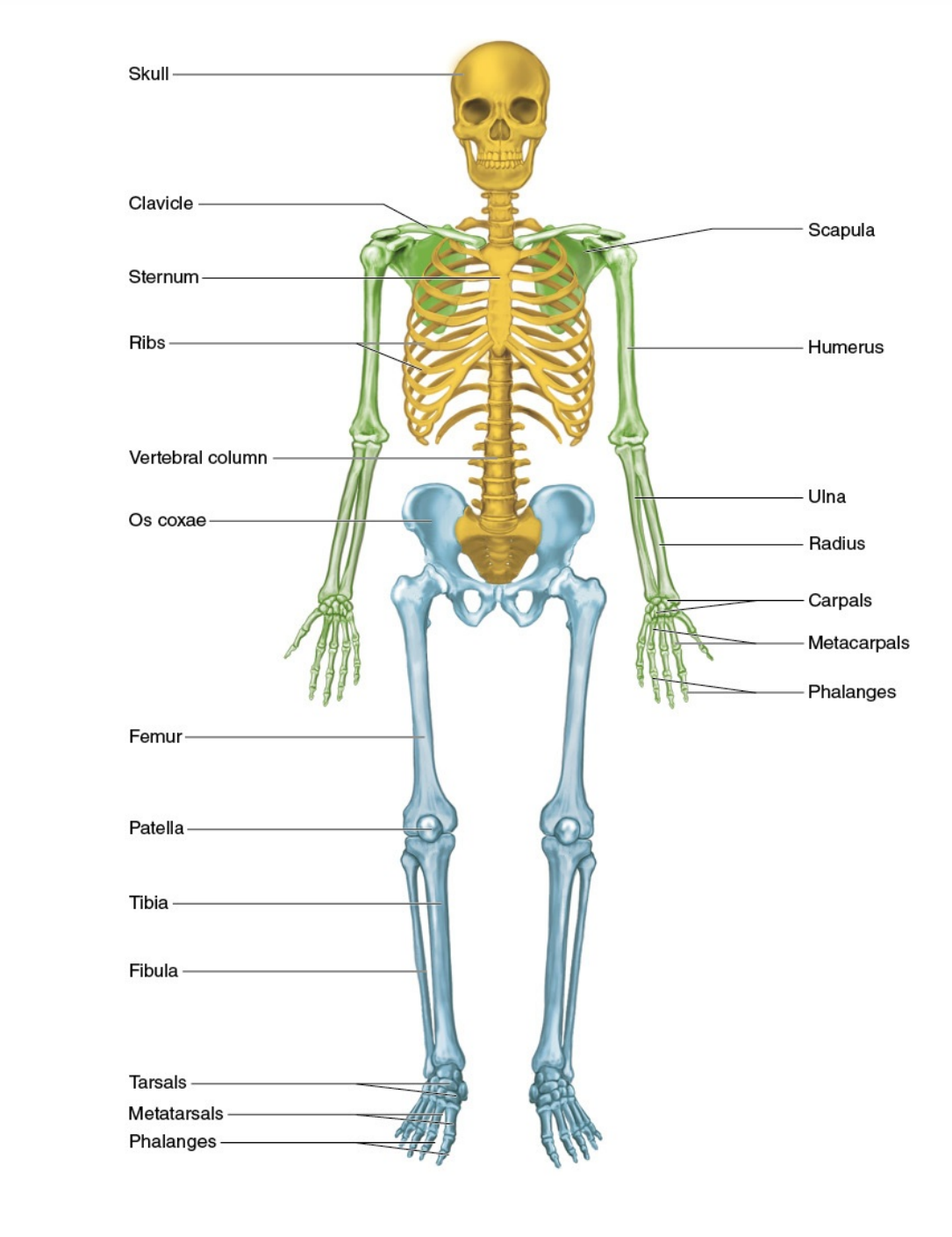 Pilates Anatomy pdf